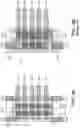 Fig. 03 - Multi version library cell handling and integrated circuit structures fabricated therefrom
