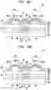 Fig. 18 - Pixel, display device including same, and manufacturing method therefor