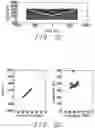 Fig. 09 - Magnetic element with perpendicular magnetic anisotropy (PMA) and improved coercivity field (Hc)/switching current ratio