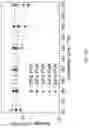 Fig. 09 - Semiconducting polymer blends for high temperature organic electronics