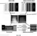 Fig. 21 - Bio-molecular engineering strategy for efficient perovskite materials and devices