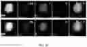 Fig. 23 - Bio-molecular engineering strategy for efficient perovskite materials and devices