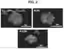 Fig. 03 - POSITIVE ELECTRODE MATERIAL FOR LITHIUM SECONDARY BATTERY AND LITHIUM SECONDARY BATTERY INCLUDING THE SAME