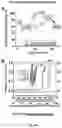 Fig. 41 - Conducting coatings for anodes, methods of making and using same, and uses thereof