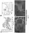 Fig. 42 - Conducting coatings for anodes, methods of making and using same, and uses thereof