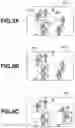Fig. 10 - Image processing apparatus, image processing method, and storage medium