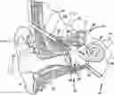 Fig. 01 - TRANSDUCER PLACEMENT FOR GROWTH ACCOMMODATION