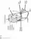 Fig. 20 - TRANSDUCER PLACEMENT FOR GROWTH ACCOMMODATION