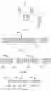 Fig. 02 - Method of authentication of wireless communication based on physical layer security