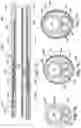 Fig. 16 - INTRACARDIAC DELIVERY CATHETER AND METHOD OF USE
