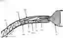 Fig. 01 - Delivery system for endovascular devices