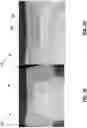 Fig. 08 - Absorbent article with improved fluid containment and comfort