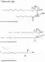 Fig. 06 - Protection of materials by sphingosine based compounds