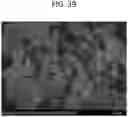 Fig. 40 - INHALABLE DRY POWDER FORMULATIONS COMPRISING ANGIOGENESIS INHIBITORS