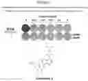 Fig. 02 - PHARMACEUTICAL COMBINATION COMPRISING TNO155 AND A KRASG12C INHIBITOR
