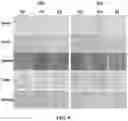 Fig. 07 - Injectable bifunctional hydrogel with antibacterial activity as well as the preparative method and the use thereof