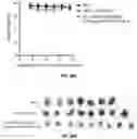Fig. 43 - COMBINATION IMMUNOREGULATION AND USES THEREOF