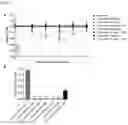 Fig. 02 - CYCLODEXTRIN DERIVATIVES REDUCING FLAVIVIRUS NS1-INDUCED ENDOTHELIAL HYPERPERMEABILITY AND VASCULAR LEAK