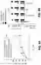 Fig. 10 - EXPANSION OF NATURAL KILLER AND CHIMERIC ANTIGEN RECEPTOR-MODIFIED CELLS