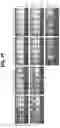 Fig. 26 - EXPANSION OF NATURAL KILLER AND CHIMERIC ANTIGEN RECEPTOR-MODIFIED CELLS