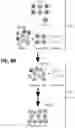 Fig. 29 - EXPANSION OF NATURAL KILLER AND CHIMERIC ANTIGEN RECEPTOR-MODIFIED CELLS