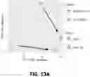Fig. 37 - EXPANSION OF NATURAL KILLER AND CHIMERIC ANTIGEN RECEPTOR-MODIFIED CELLS