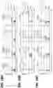 Fig. 55 - EXPANSION OF NATURAL KILLER AND CHIMERIC ANTIGEN RECEPTOR-MODIFIED CELLS