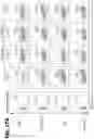 Fig. 57 - EXPANSION OF NATURAL KILLER AND CHIMERIC ANTIGEN RECEPTOR-MODIFIED CELLS