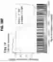 Fig. 68 - EXPANSION OF NATURAL KILLER AND CHIMERIC ANTIGEN RECEPTOR-MODIFIED CELLS