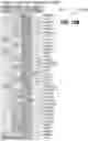 Fig. 70 - EXPANSION OF NATURAL KILLER AND CHIMERIC ANTIGEN RECEPTOR-MODIFIED CELLS