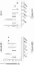 Fig. 09 - MUC1 PARALLEL CAR (pCAR) THERAPEUTIC AGENTS