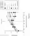 Fig. 11 - MUC1 PARALLEL CAR (pCAR) THERAPEUTIC AGENTS