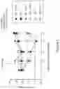 Fig. 12 - MUC1 PARALLEL CAR (pCAR) THERAPEUTIC AGENTS