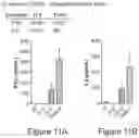 Fig. 17 - MUC1 PARALLEL CAR (pCAR) THERAPEUTIC AGENTS