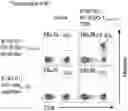 Fig. 06 - T CELL RECEPTORS AND METHODS OF USE THEREOF