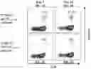 Fig. 03 - T CELL RECEPTORS AND METHODS OF USE THEREOF