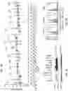 Fig. 03 - CD147 CHIMERIC ANTIGEN RECEPTORS AND METHODS OF USE