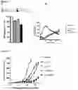 Fig. 08 - METHOD FOR EXPANSION AND DIFFERENTIATION OF T LYMPHOCYTES AND NK CELLS FOR ADOPTIVE TRANSFER THERAPIES