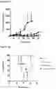 Fig. 09 - METHOD FOR EXPANSION AND DIFFERENTIATION OF T LYMPHOCYTES AND NK CELLS FOR ADOPTIVE TRANSFER THERAPIES