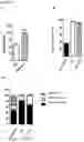 Fig. 10 - METHOD FOR EXPANSION AND DIFFERENTIATION OF T LYMPHOCYTES AND NK CELLS FOR ADOPTIVE TRANSFER THERAPIES