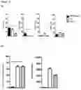 Fig. 11 - METHOD FOR EXPANSION AND DIFFERENTIATION OF T LYMPHOCYTES AND NK CELLS FOR ADOPTIVE TRANSFER THERAPIES
