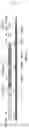 Fig. 02 - CHIMERIC ANTIGEN RECEPTORS DIRECTED TO CELLS EXPRESSING THE SODIUM TAUROCHOLATE CO-TRANSPORTING RECEPTOR