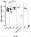 Fig. 07 - AUTOLOGOUS THYMIC TISSUE TRANSPLANTATION