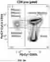 Fig. 21 - AUTOLOGOUS THYMIC TISSUE TRANSPLANTATION