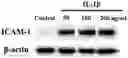 Fig. 01 - Composition and Use of Interleukin Stimulated Human Umbilical Cord Mesenchymal Stem Cells for the Treatment of Rheumatoid Arthritis