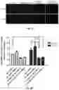 Fig. 03 - Composition and Use of Interleukin Stimulated Human Umbilical Cord Mesenchymal Stem Cells for the Treatment of Rheumatoid Arthritis