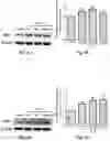 Fig. 05 - Composition and Use of Interleukin Stimulated Human Umbilical Cord Mesenchymal Stem Cells for the Treatment of Rheumatoid Arthritis
