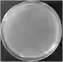 Fig. 01 - Application of a bile acid composite bacterial agent in the preparation of feed additives for mutton sheep