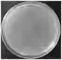 Fig. 02 - Application of a bile acid composite bacterial agent in the preparation of feed additives for mutton sheep