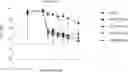 Fig. 01 - BACTERIOPHAGE FOR MODULATING INFLAMMATORY BOWEL DISEASE